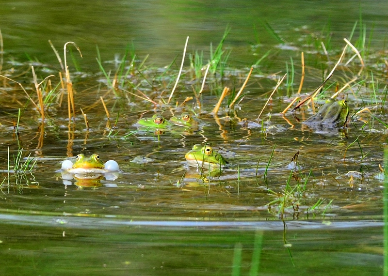 Che fame!! - Pelophylax sp.